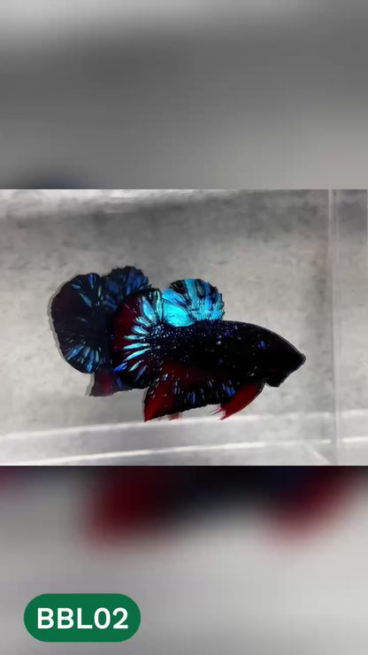 Black Star Nebula Plakat Betta | You Pick Betta | High Grade