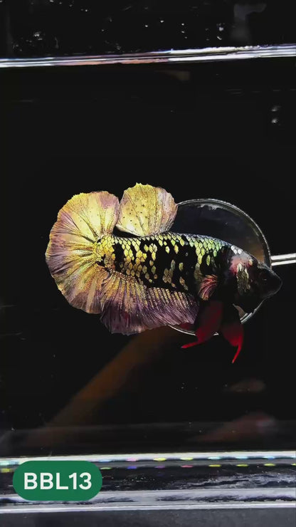 Black Panther Plakat Male Betta Fish | You Pick Fish | Rare Betta