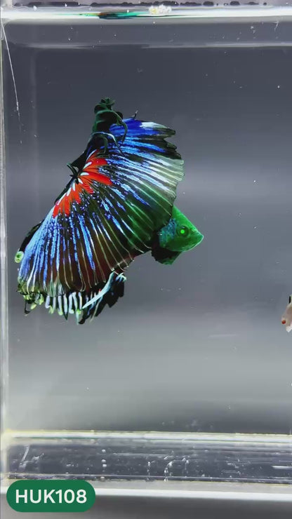 Black Hulk Halfmoon Male Betta Fish | You Pick Fish