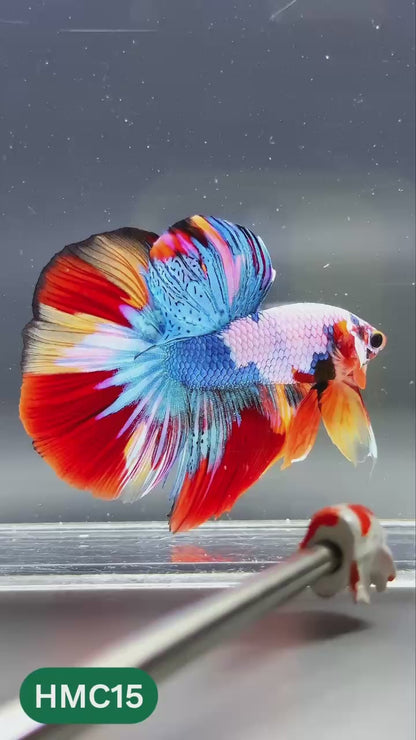 Multicolor Halfmoon Male Betta Fish | High Grade | Order Directly From Farm |  You Pick Fish