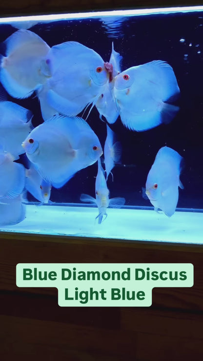 Blue Diamond Discus Fish