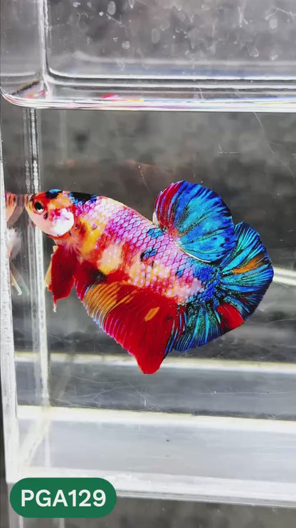 King Giant Plakat Male Betta Fish | You Pick Fish | High Grade