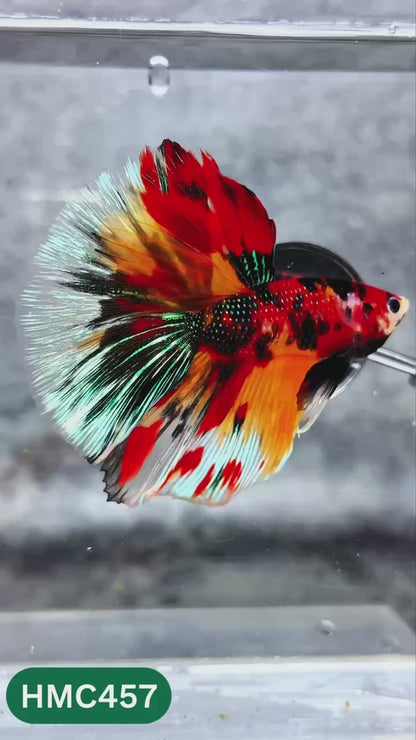 Multicolor Halfmoon Male Betta Fish | High Grade | Order Directly From Farm |  You Pick Fish |