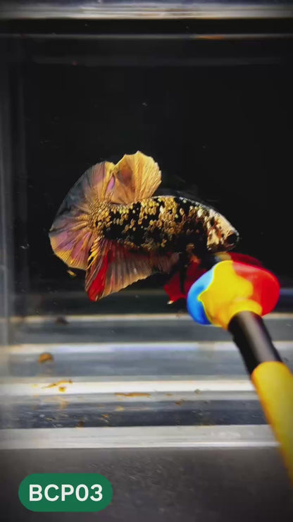 Black Panther Plakat Male Betta Fish | You Pick Fish | Rare Betta