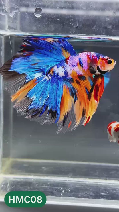 Multicolor Halfmoon Male Betta Fish | High Grade | Order Directly From Farm |  You Pick Fish