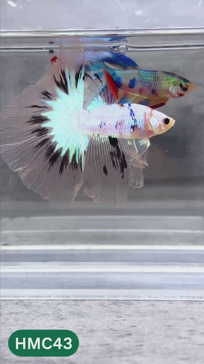 Multicolor Halfmoon Male Betta Fish | High Grade | Order Directly From Farm |  You Pick Fish |