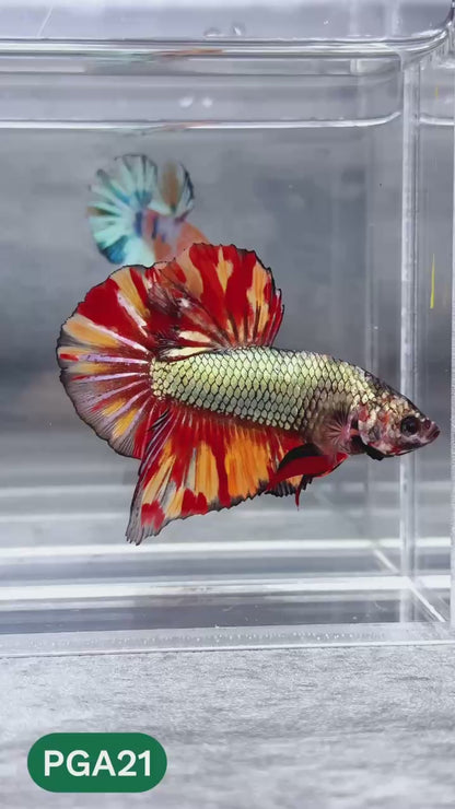 King Giant Plakat Male Betta Fish | You Pick Fish | High Grade
