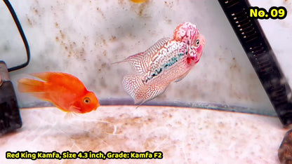 King Kamfa Flowerhorn Cichlid | You Pick Fish |