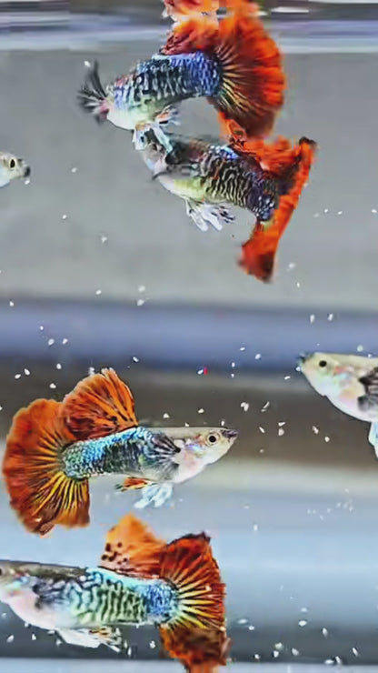 Red Dragon Guppy Fish