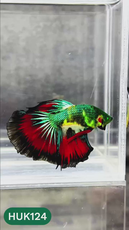 Black Hulk Halfmoon Male Betta Fish | You Pick Fish
