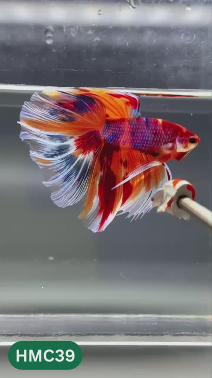 Multicolor Halfmoon Male Betta Fish | High Grade | Order Directly From Farm |  You Pick Fish
