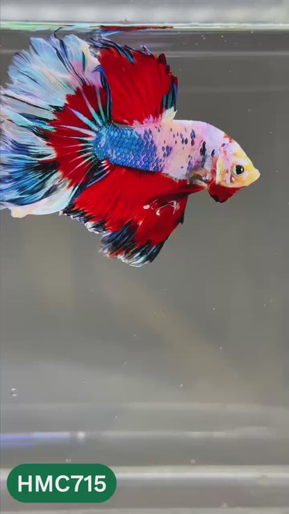 Multicolor Halfmoon Male Betta Fish | High Grade | Order Directly From Farm |  You Pick Fish |