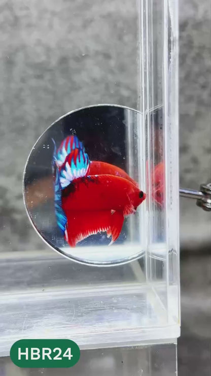 Hellboy Plakat Male Betta Fish | Order Directly From Farm | You Pick Fish