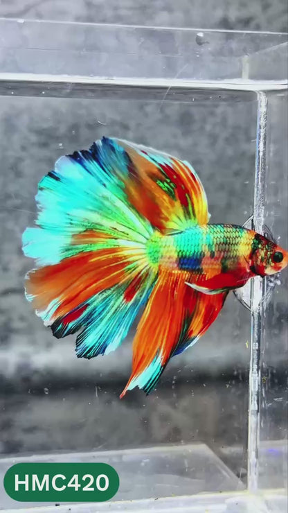Multicolor Halfmoon Male Betta Fish | High Grade | Order Directly From Farm |  You Pick Fish |