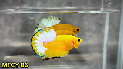 Yellow Fancy Male Betta Fish | Order Directly From Farm | You Pick Fish
