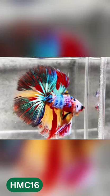 Multicolor Halfmoon Male Betta Fish | High Grade | Order Directly From Farm |  You Pick Fish |
