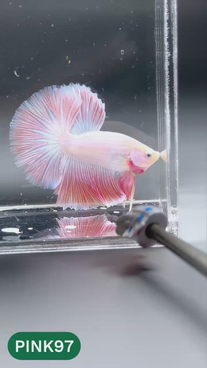 Pink Halfmoon Male Betta Fish | You Pick Fish | Order Directly From Farm