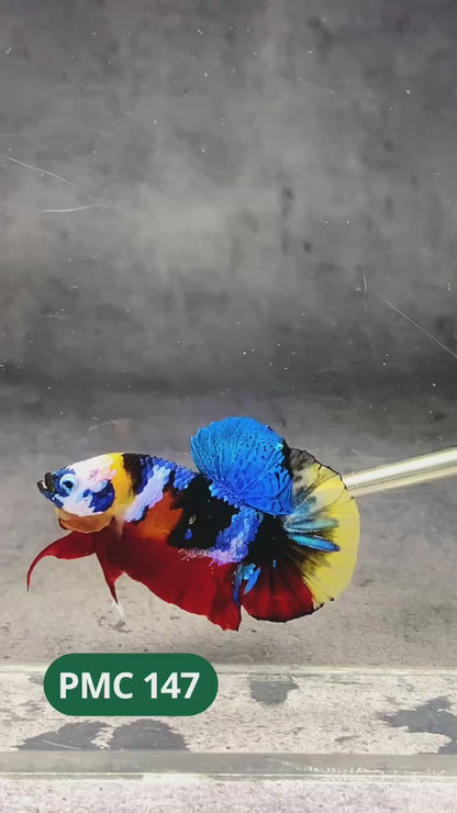 Multicolor Plakat Male Betta Fish |Show Grade|  You Pick Fish