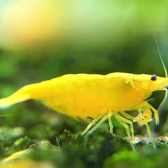 Golden Neocaridina Shrimp