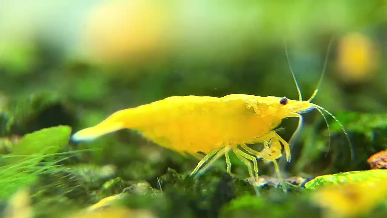 Golden Neocaridina Shrimp