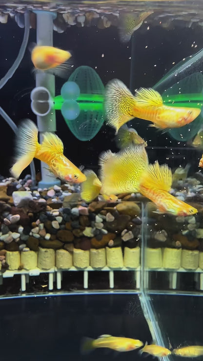 Gold Lace Snakeskin Guppy Fish