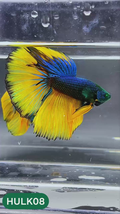 Black Hulk Halfmoon Male Betta Fish | You Pick Fish