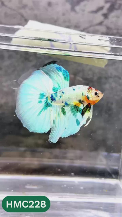 Multicolor Halfmoon Male Betta Fish | Order Directly From Farm | You Pick Fish