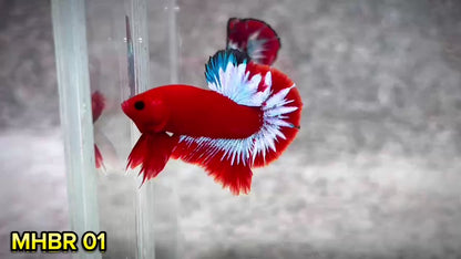 Hellboy Plakat Male Betta Fish | Order Directly From Farm | You Pick Fish