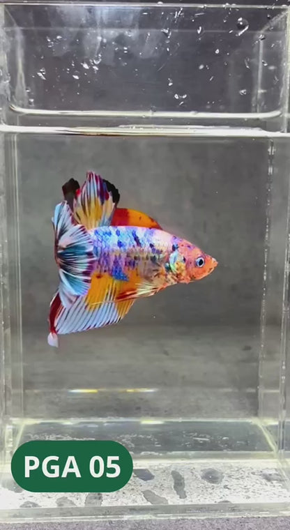 King Giant Plakat Male Betta Fish | You Pick Fish | High Grade
