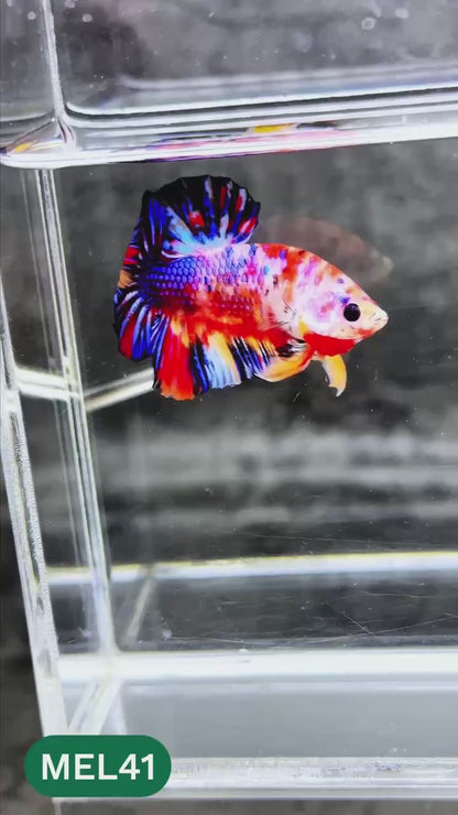 Metallic Plakat Betta Fish | You Pick Betta | Exotic Fish