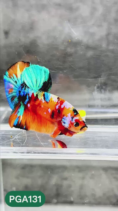 King Giant Plakat Male Betta Fish | You Pick Fish | High Grade