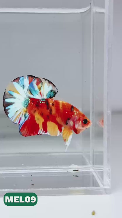 Metallic Plakat Betta Fish | You Pick Betta | Exotic Fish