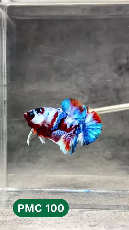 Multicolor Plakat Male Betta Fish |Show Grade|  You Pick Fish