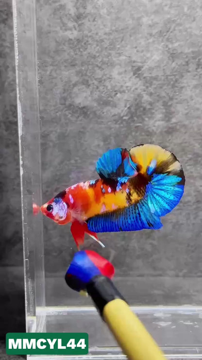 Multicolor Yellow Base Plakat Male Betta Fish | Order Directly From Farm|  You Pick Fish