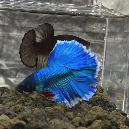 Dumbo Blue Butterfly Halfmoon Male Betta Fish