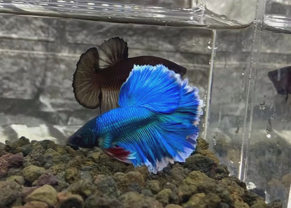 Dumbo Blue Butterfly Halfmoon Male Betta Fish