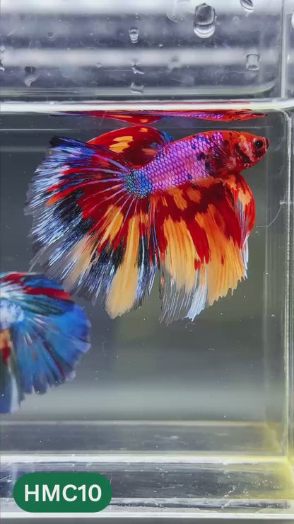 Multicolor Halfmoon Male Betta Fish | High Grade | Order Directly From Farm |  You Pick Fish