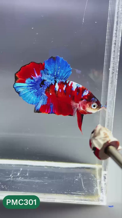 Multicolor Plakat Male Betta Fish | Show Grade |  You Pick Fish