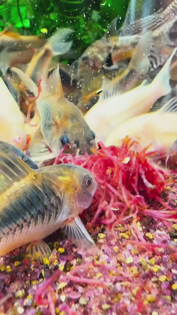 Mix Corydoras 2 — Swimming Video