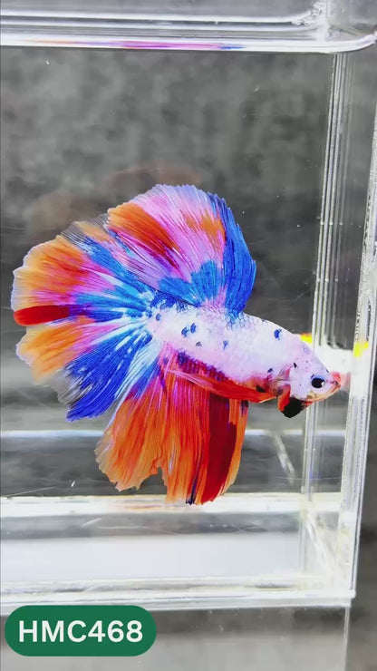 Multicolor Halfmoon Male Betta Fish | Order Directly From Farm | You Pick Fish