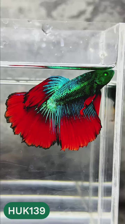 Black Hulk Halfmoon Male Betta Fish | You Pick Fish