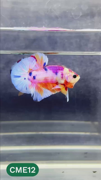 Multicolor Metallic Plakat Male Betta Fish | You Pick Fish | Exclusive Grade