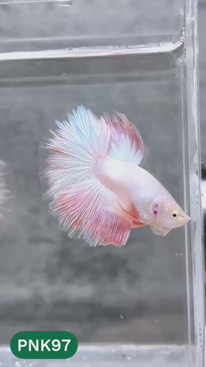Pink Halfmoon Male Betta Fish | You Pick Fish | Order Directly From Farm