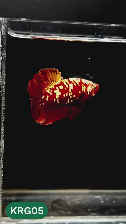 Koi Red Gold Galaxy Plakat Male Betta Fish | You Pick Fish