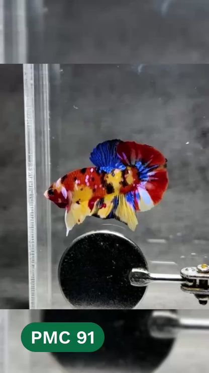 Multicolor Plakat Male Betta Fish |Show Grade|  You Pick Fish