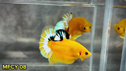 Yellow Fancy Male Betta Fish | Order Directly From Farm | You Pick Fish