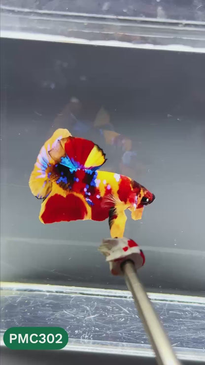 Multicolor Plakat Male Betta Fish | Show Grade |  You Pick Fish
