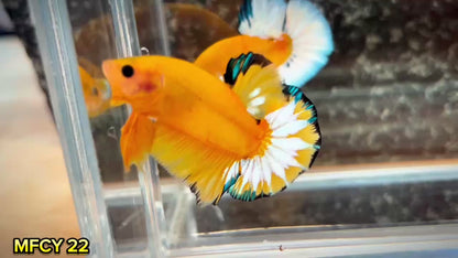 Yellow Fancy Male Betta Fish | Order Directly From Farm | You Pick Fish