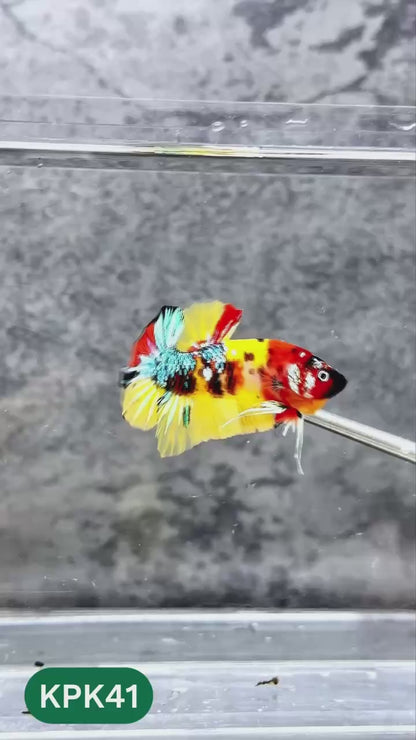 Multicolor Plakat Male Betta Fish |Show Grade|  You Pick Fish