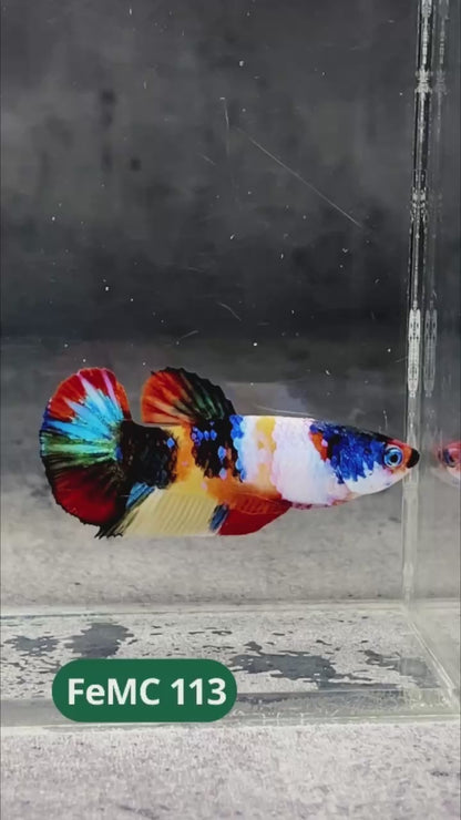 Multicolor Female Betta Fish | You Pick Fish | High Grade